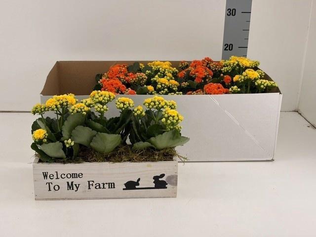 <h4>ARR KAMERPL</h4>