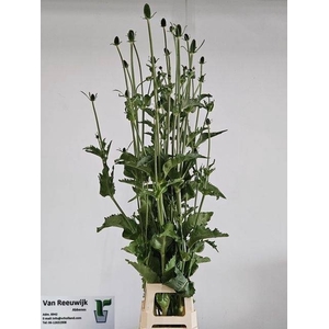 DIPSACUS