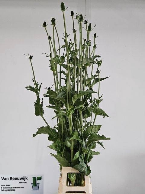 <h4>DIPSACUS</h4>