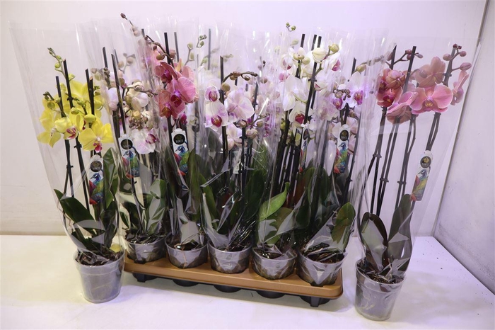 <h4>Phal Gem 6 Kl</h4>