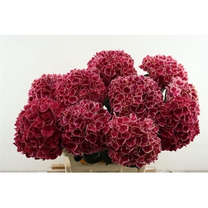 Hydr M Ruby Glow 80-22