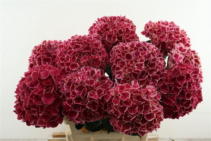 <h4>Hydr M Ruby Glow 80-22</h4>