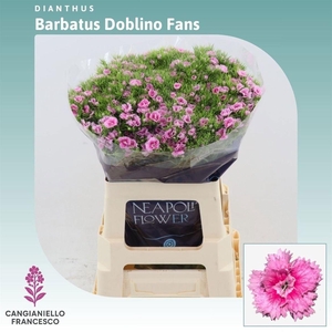 DI BARB DOBLINO FANS