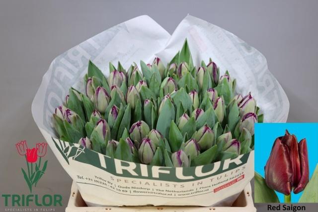 <h4>TU EN RED SAIGON</h4>