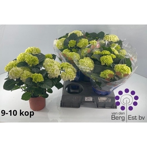 HYDR M SAX BRI WHITE