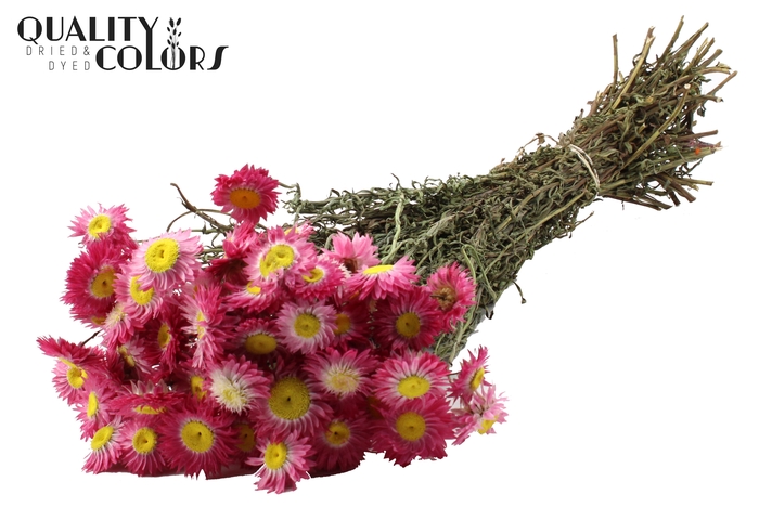 <h4>Acroclinium Natural Pink per bunch</h4>