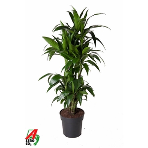 Dracaena Janet Craig vertakt P31