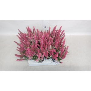 Calluna vulg. ...