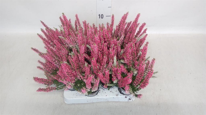 <h4>Calluna vulg. ...</h4>