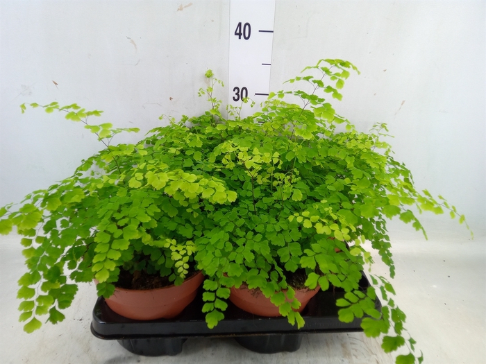 <h4>Adiantum raddi. 'Fragrans'</h4>