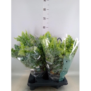 Phlebodium aureum 'Davana'