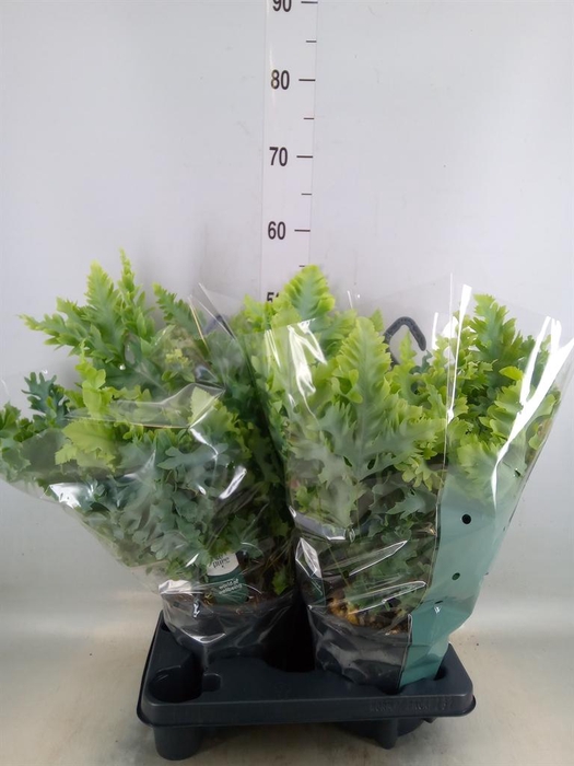 <h4>Phlebodium aureum 'Davana'</h4>