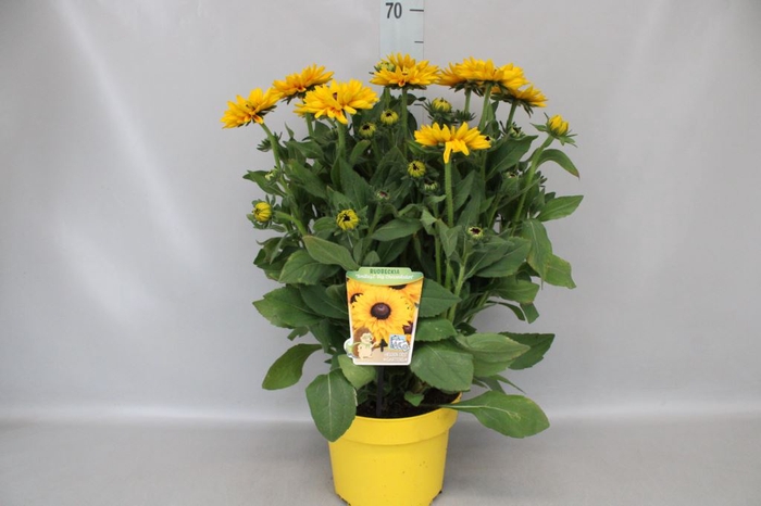 <h4>Rudbeckia   ...</h4>