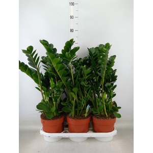 Zamioculcas zamiifolia 'Midori'