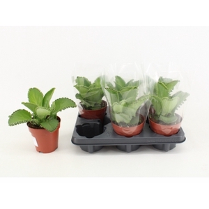 Kalanchoe Żyworódka 12Ø  25cm