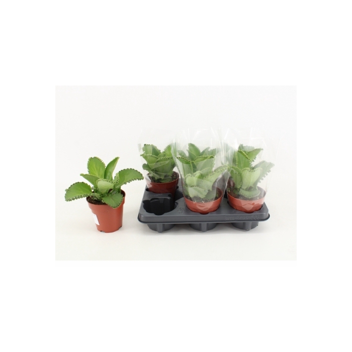 <h4>Kalanchoe Żyworódka 12Ø 25cm</h4>