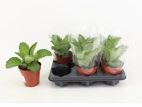 Kalanchoe Żyworódka 12Ø  25cm