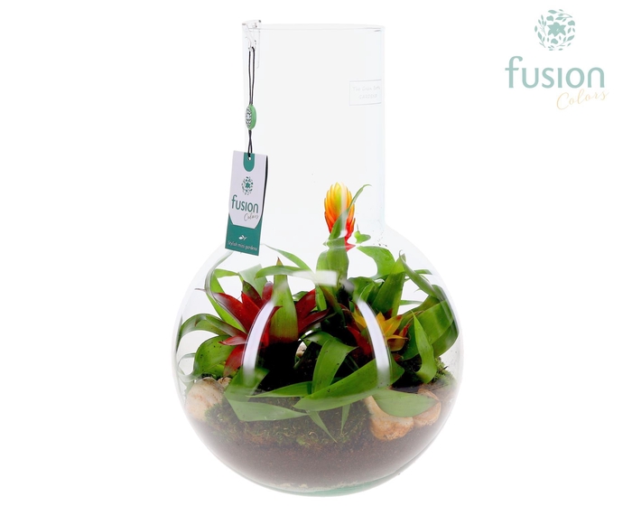 <h4>Green Bottle Suzanne Large met Bromelia arrangement</h4>