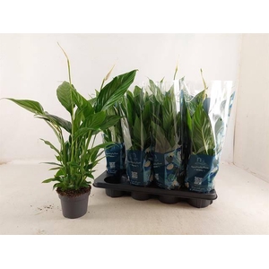 SPATH STRAUSS P13 4+