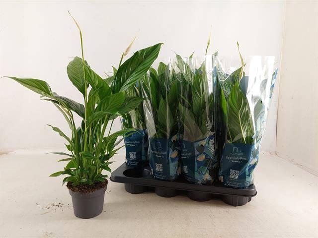 <h4>SPATH STRAUSS P13 4+</h4>