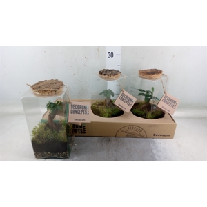 Arr.   Kamerplant Groen H%