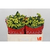 Hypericum Smiley Romance