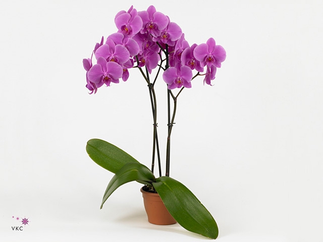 Phalaenopsis  'Ant Pasadena'