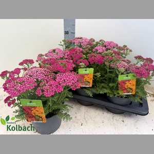 ACHI MILLEFOLIUM