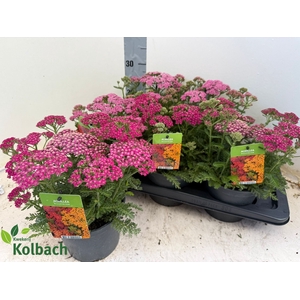 ACHI MILLEFOLIUM