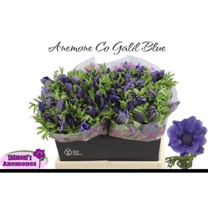 Anem Co Galil Blauw