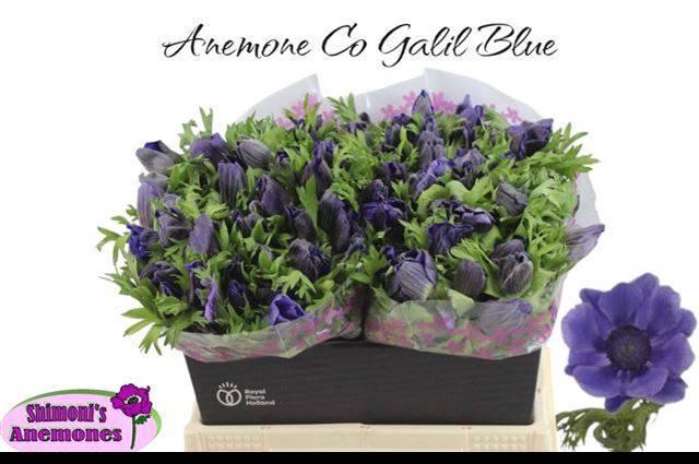 <h4>Anem Co Galil Blauw</h4>