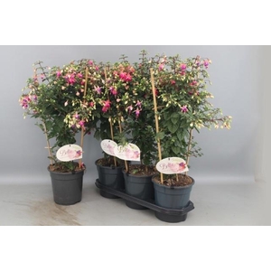 FUCHSIA OV