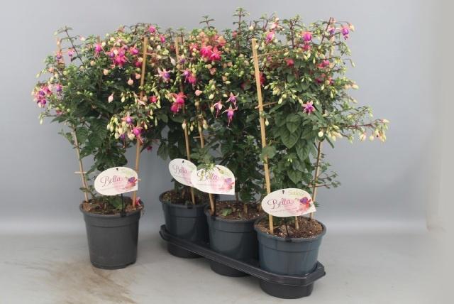 <h4>FUCHSIA OV</h4>