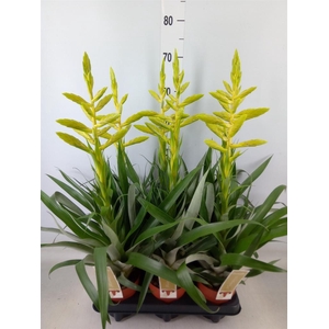 Tillandsia oerstediana