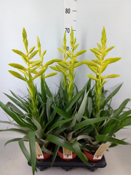 <h4>Tillandsia oerstediana</h4>