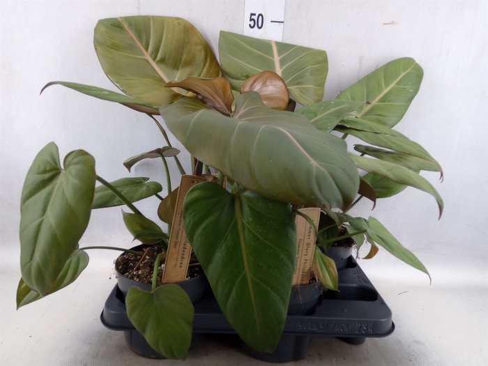 <h4>Philodendron   ...</h4>