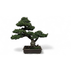 Pinus parviflora, pot 44cm. height 80cm. (single item)