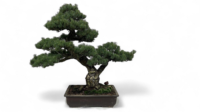 <h4>Pinus parviflora, pot 44cm. height 80cm. (single item)</h4>