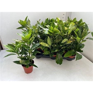Aucuba J Variegata