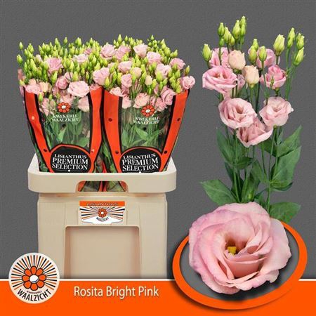 <h4>Eustoma russellianum a fleur double 'Rosita Bright Pink'</h4>