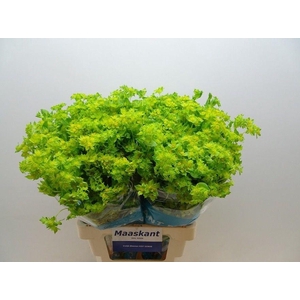 Bupleurum Rotundifol