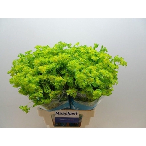 Bupleurum Rotundifol