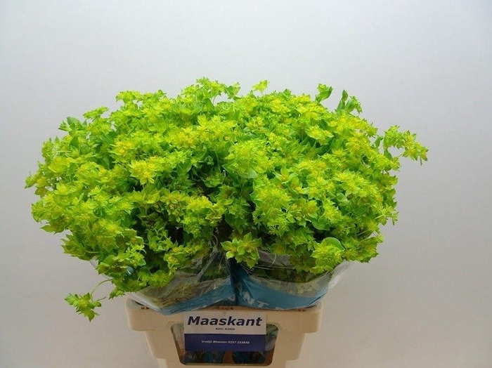 <h4>Bupleurum Rotundifol</h4>