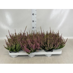 Calluna vulg. 'Beauty L Renate'