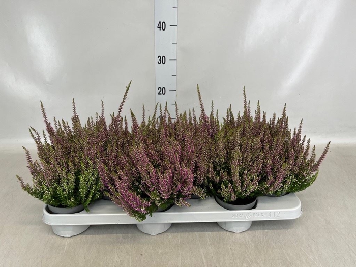 <h4>Calluna vulg. 'Beauty L Renate'</h4>