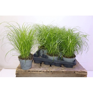 arr8 Cyper Alt Zumula