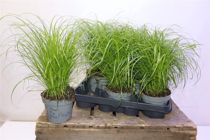 <h4>arr8 Cyper Alt Zumula</h4>