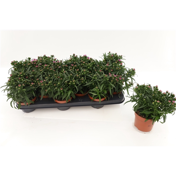 <h4>Aster Starletta Pink</h4>