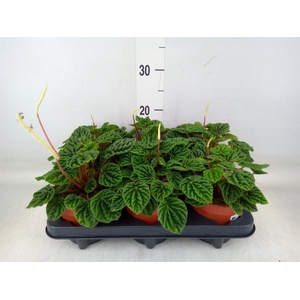 Peperomia caperata   ...