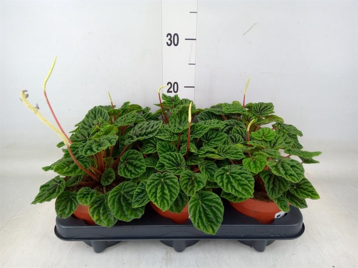 <h4>Peperomia caperata   ...</h4>
